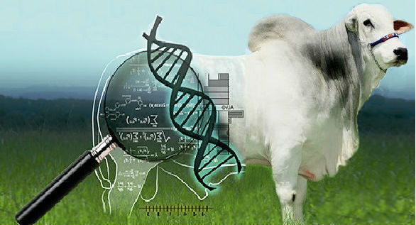 Lo primero que se debe hacer al iniciar un programa de mejoramiento&nbsp;genético