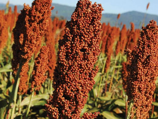 Ensilajes de sorgo y maíz: rendimiento, composición, valor nutritivo y respuesta&nbsp;animal
