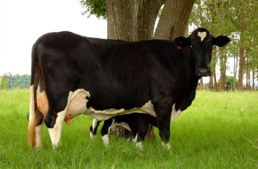 🚩  8 datos sobre la HETEROSIS y un BOVINO F1 🐂🐄🐂🐂 en&nbsp;2021