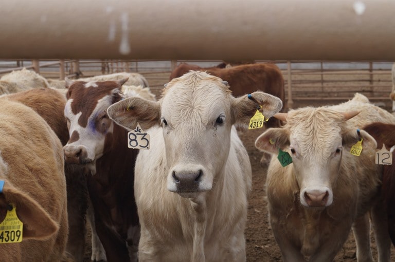 La restricción para movilizar ganado en pie desde Tamaulipas a Estados Unidos se reanudaría hasta&nbsp;noviembre