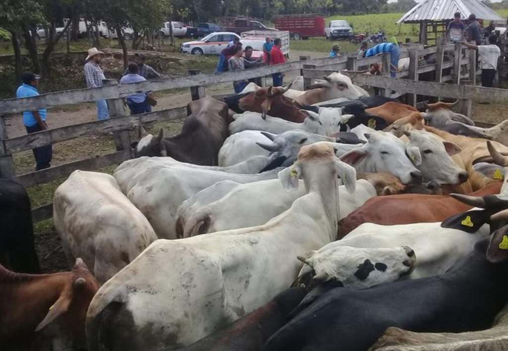 La ganadería de Quintana Roo pierde más de 1.5 mdp cada año por&nbsp;abigeato