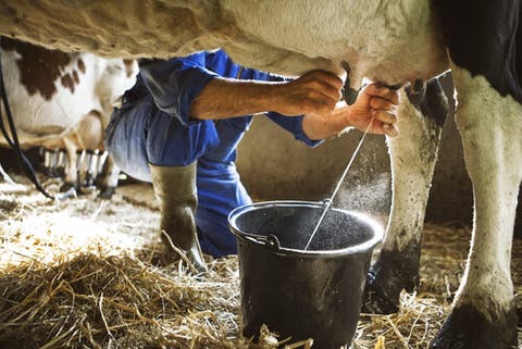 Como puedes mejorar el comportamiento reproductivo de tus vacas lecheras
