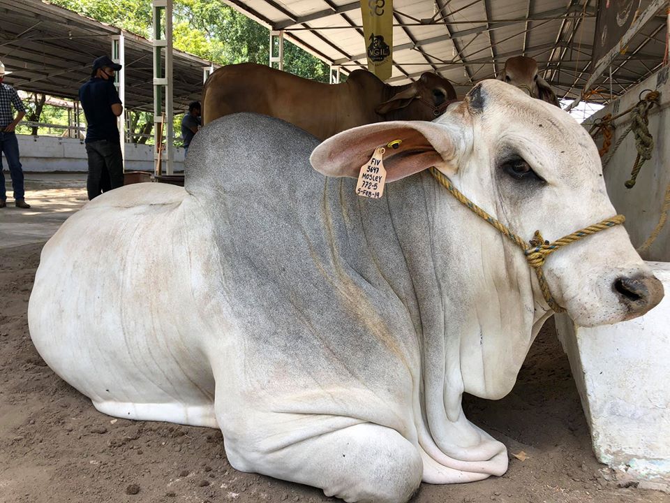 Cómo y cuándo administrar un Suplemento&nbsp;Mineral