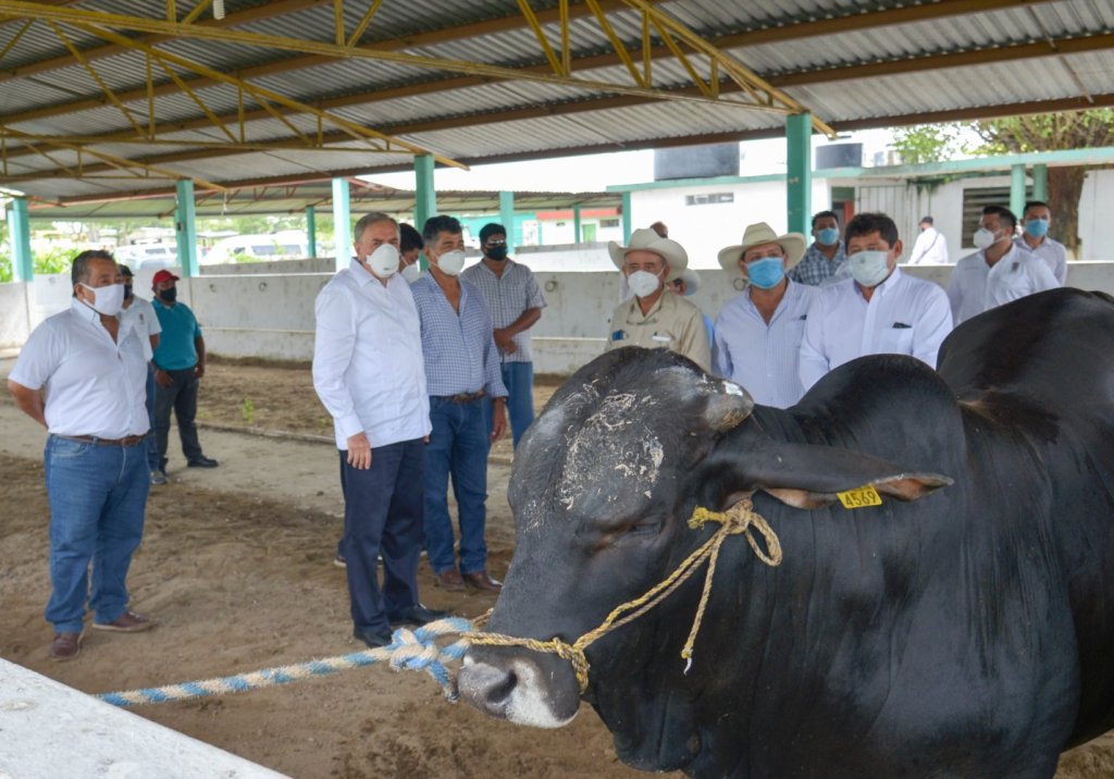 Erradican tuberculosis bovina en&nbsp;Campeche