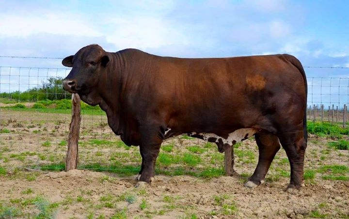 Revolucionando la productividad de ranchos de ganado Beefmaster en&nbsp;México