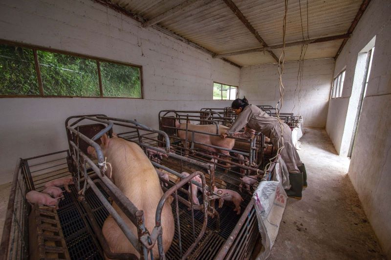 Crean México, EU y Canadá grupo de trabajo de salud porcina de América del&nbsp;Norte