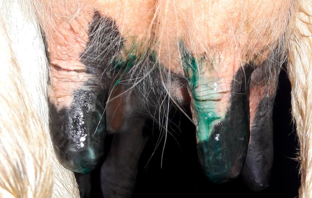 ¿Inflamación de la glándula mamaria de tu vaca? Puede ser&nbsp;mastitis