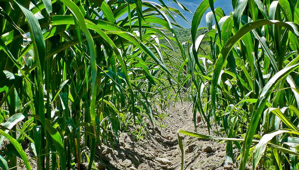 México prohibirá progresivamente el glifosato para&nbsp;2024