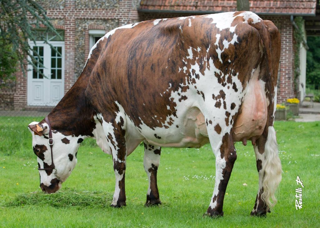 Raza Bovina Normando, conformación y aptitud&nbsp;lechera