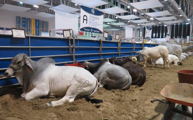 ¿Como alimentas a tu ganado&nbsp;Cebú?