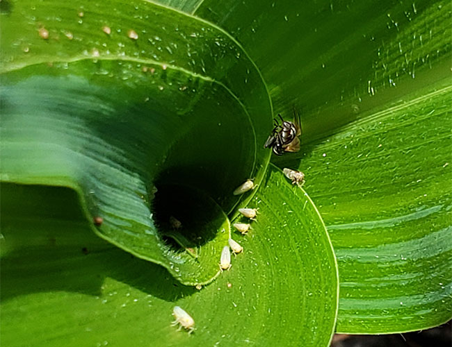 ¿Cuáles son las plagas que afectan al&nbsp;maíz?