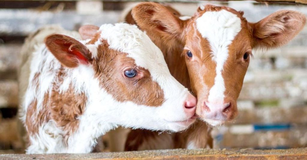 Como saber sí tu ternero padece&nbsp;Difteria