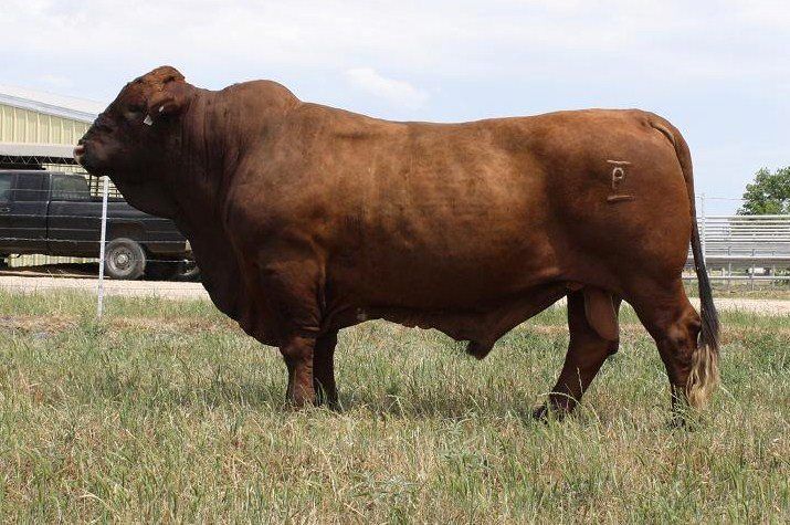 Rendimiento en canal de bovinos producidos en el trópico.&nbsp;¿Predecible?