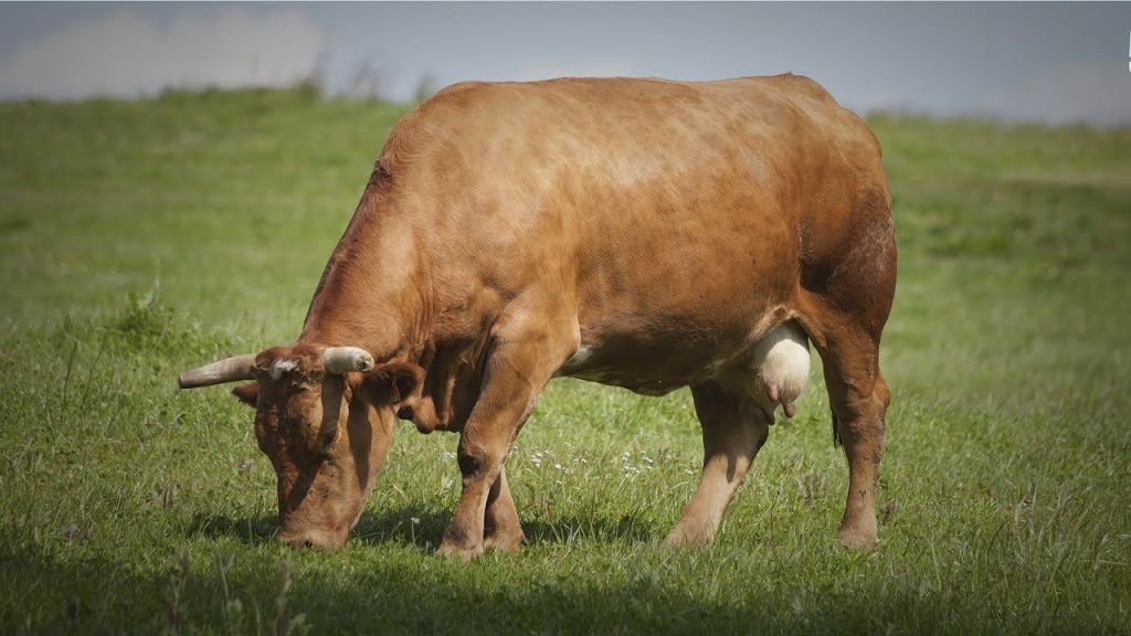 ¿Cuanto tiempo de pastoreo, debes dedicarle a tu&nbsp;ganado?