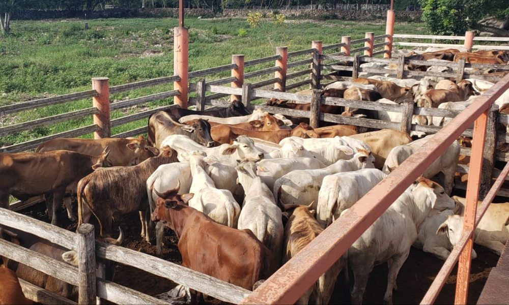 Ganaderos de Yucatán perdieron todos los apoyos del Gobierno&nbsp;Federal