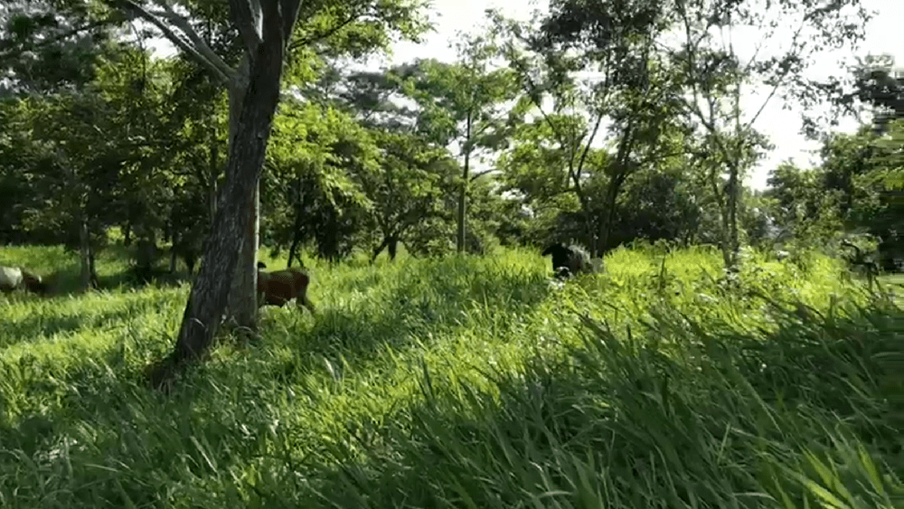 Ganadería regenerativa, su restauración y gestión del&nbsp;suelo