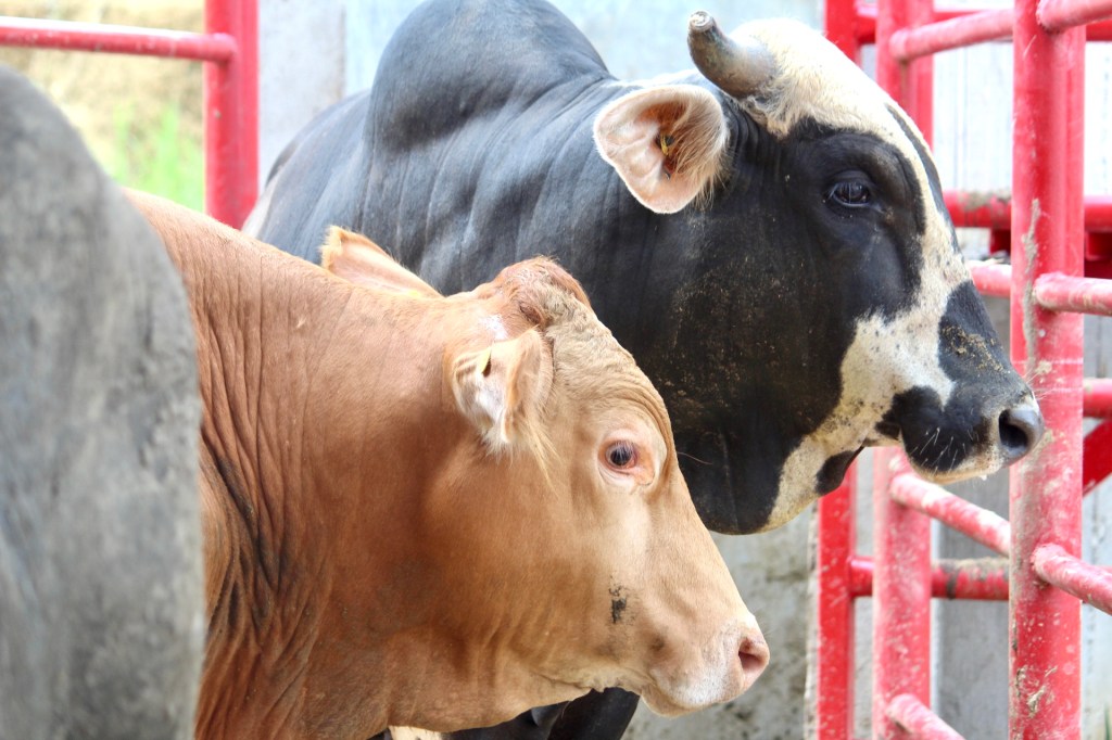 Cumple FRICETAB con normas en materia de inocuidad y sanidad en beneficio de&nbsp;productores