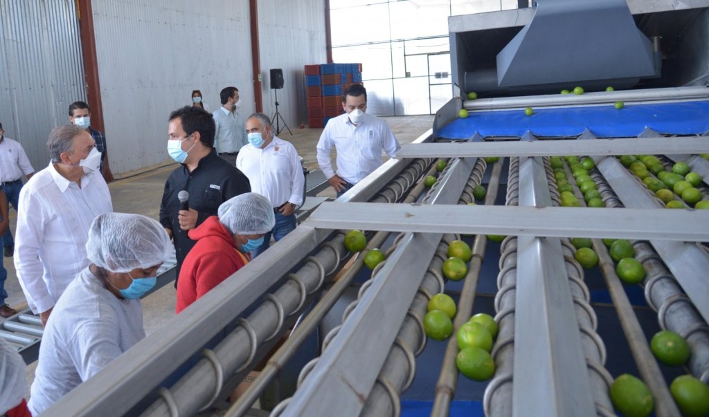 Campeche cuenta con planta empacadora certificada para exportar&nbsp;limón