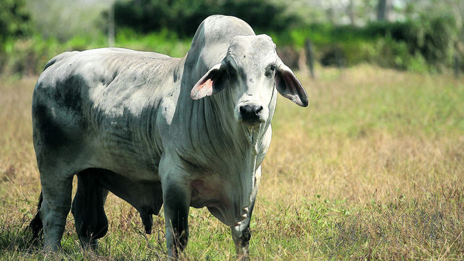 U.S. to expand cattle sales data after complaints from ranchers, Congress