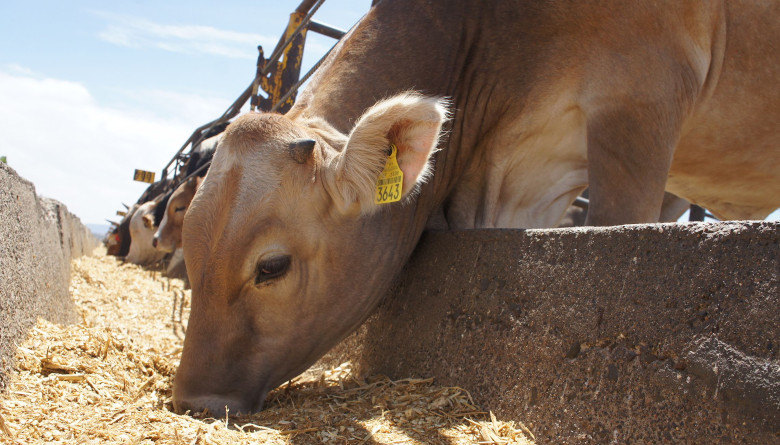 El Senasica buscará actualizar las NOM relacionadas con la producción&nbsp;pecuaria