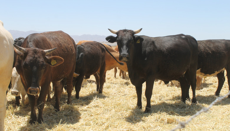 En la Huasteca Potosina los ganaderos denuncian falta de apoyo frente a la situación de&nbsp;sequía