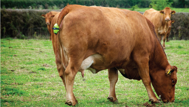 ¿Cuanto dura la gestación de la&nbsp;vaca?