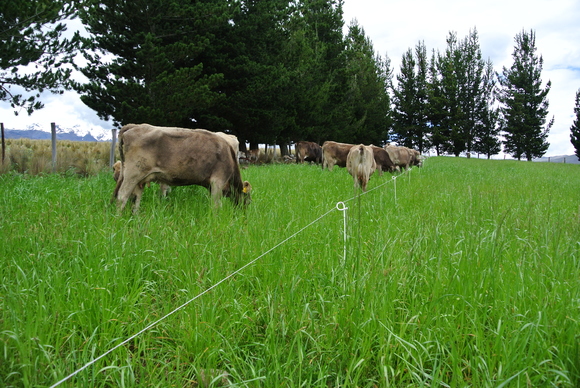 ¿Sabes cuáles son los aspectos que garantizan éxito reproductivo en sus&nbsp;vacas?