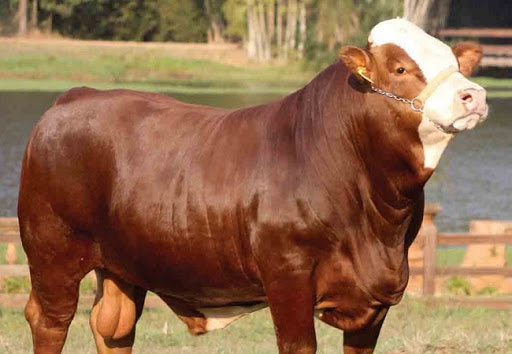 Ventajas y características que tiene un buen macho raza&nbsp;Simmental