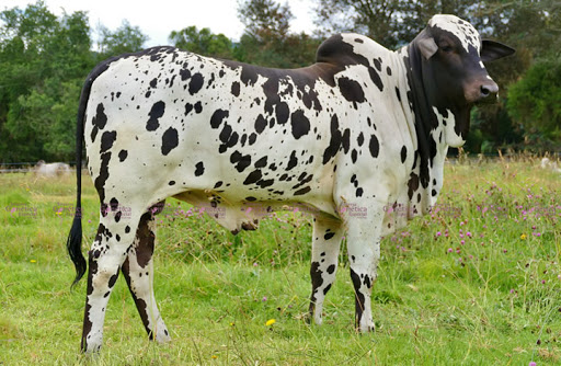 Ganado Nelore Pintado