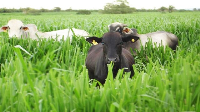 Tu ganado comen hojas, no&nbsp;tallos
