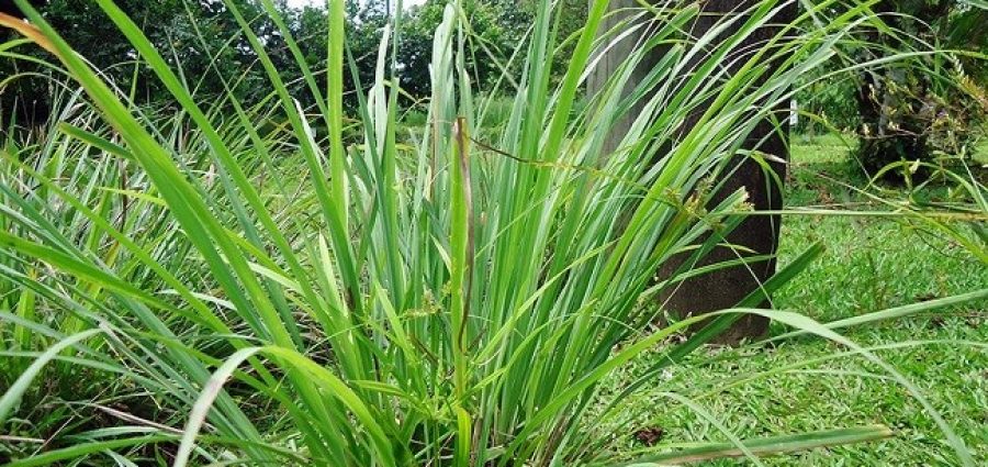 Hierba de limón, clave para una ganadería sostenible: científicos&nbsp;mexicanos