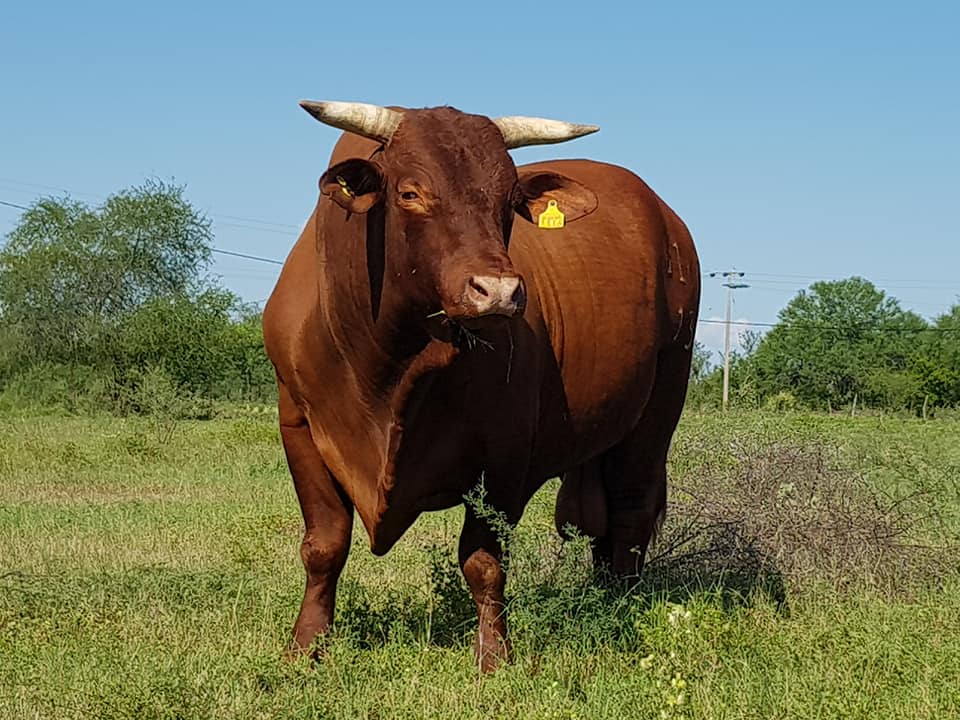 Entrevista -Exclusiva- Santa Gertrudis&nbsp;México