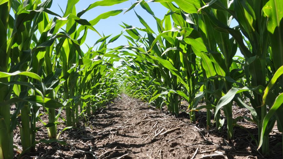 Llamado urgente a fondear al campo mexicano y evitar quiebra&nbsp;masiva