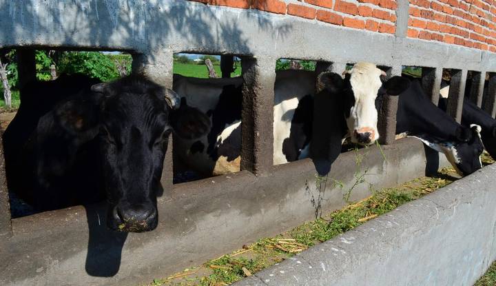 Preocupa a ganaderos de Guanajuato dejen sin recursos a programa de&nbsp;aretado