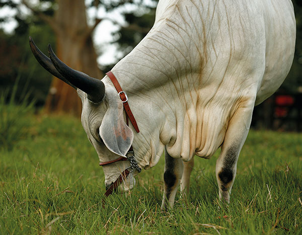 Nutrición y su Efecto en la&nbsp;Reproducción
