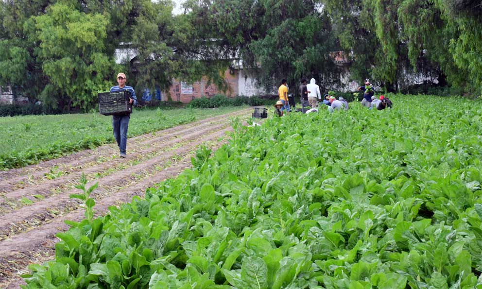 Destinar presupuesto suficiente al Inegi para realizar censo y encuesta nacional&nbsp;agropecuaria