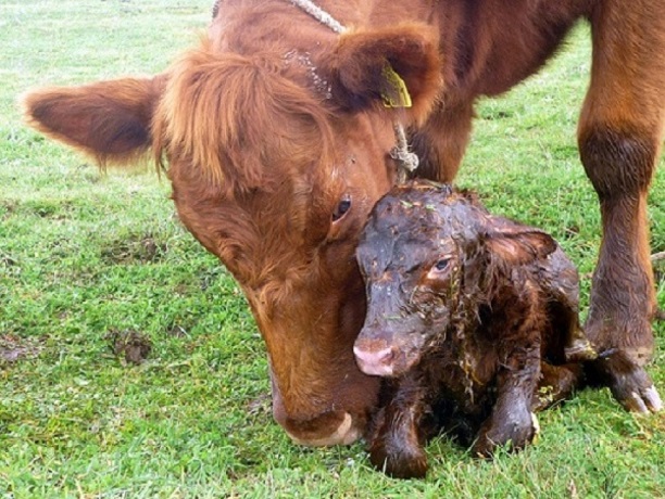 5 Signos que tu vaca, va a&nbsp;parir