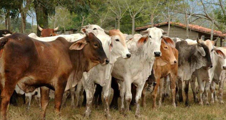 Abandonados ganaderos de&nbsp;Hopelchén
