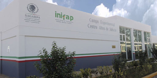 INIFAP investiga virus porcinos con métodos que pueden usarse en&nbsp;COVID-19