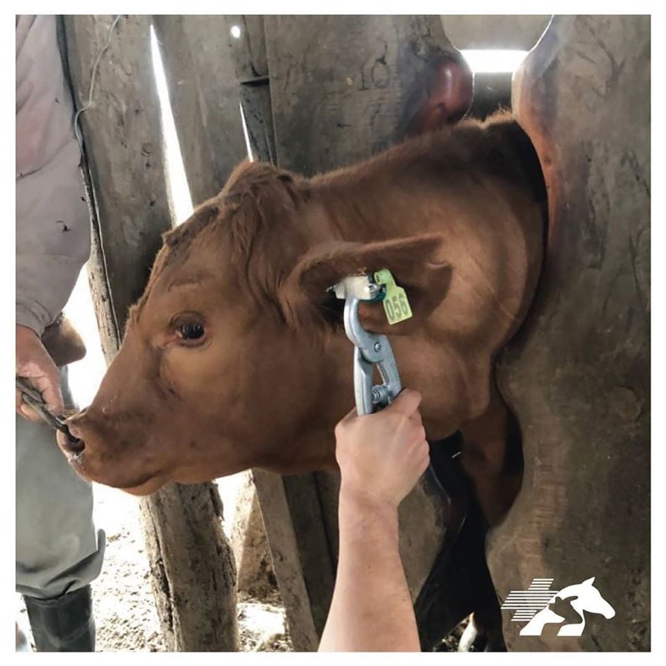 Identificación por tatuaje