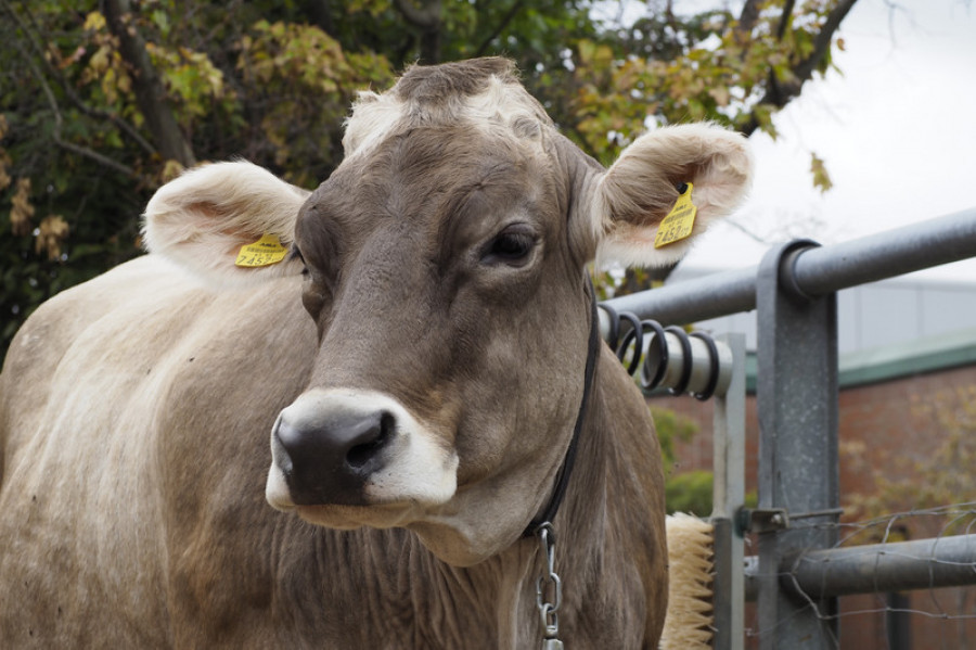 Protocolo de Parto y Nacimiento en&nbsp;Bovinos