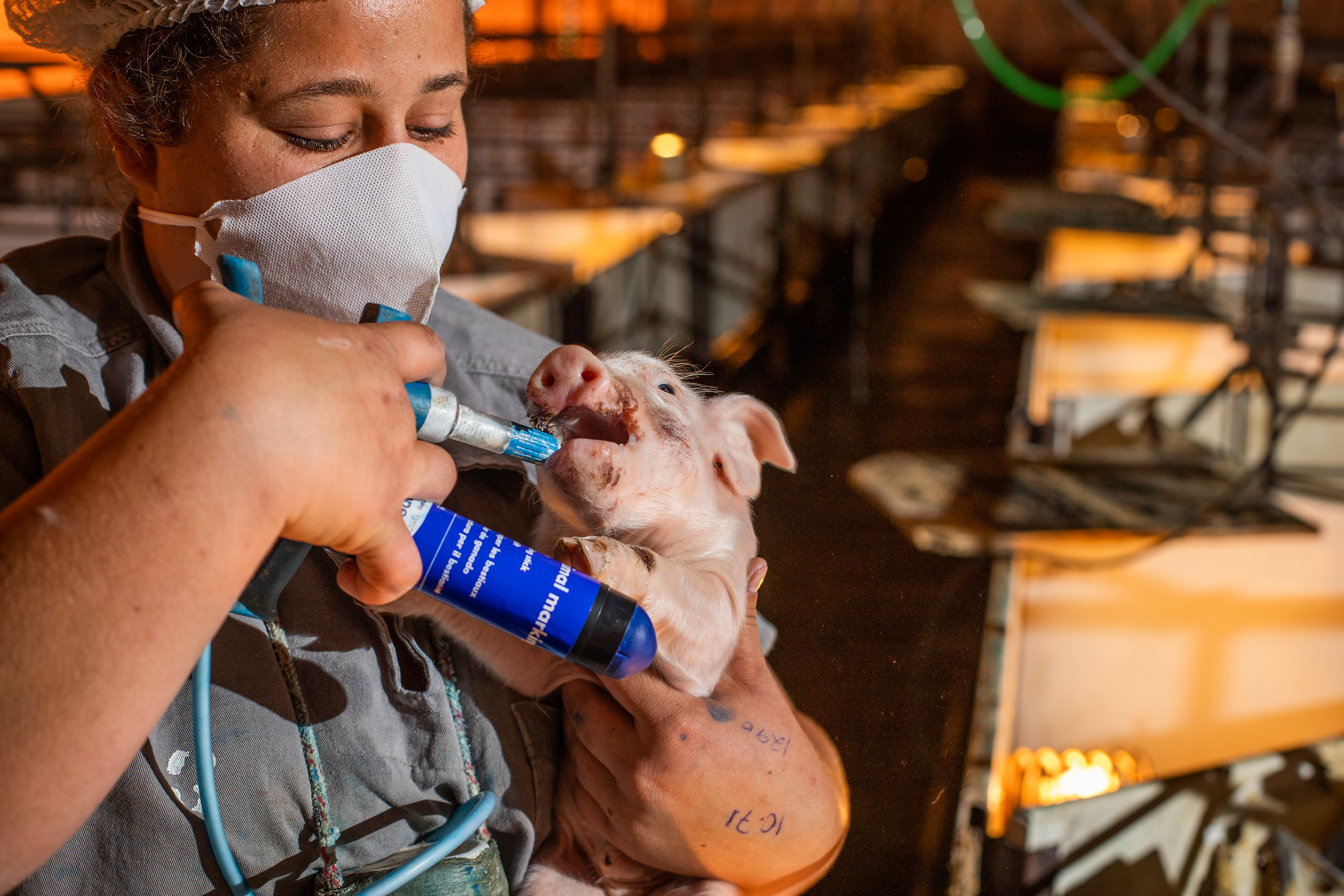 Research Links Industrial Pig Farming and Virus Outbreaks