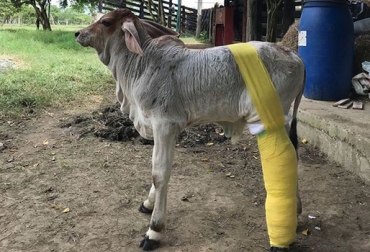 ¿Qué se debe hacer cuando un bovino presenta una&nbsp;fractura?