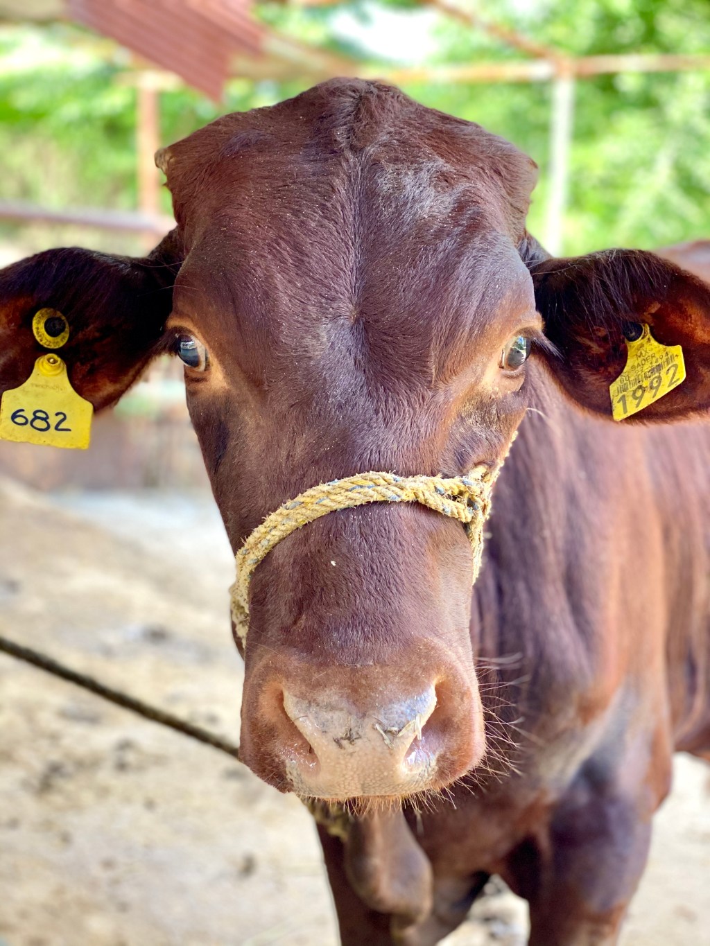 Urgen actualizar sistema para identificar&nbsp;ganado