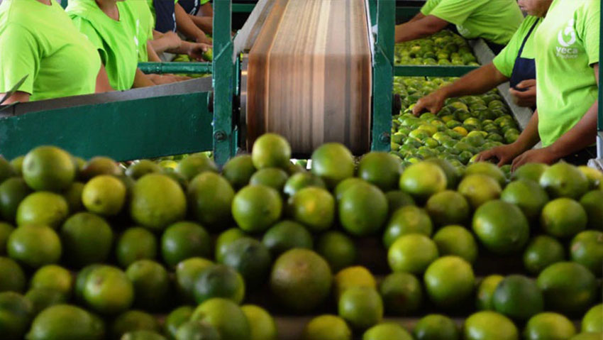 Sanidad e inocuidad, prioridades para México dentro del T –&nbsp;MEC