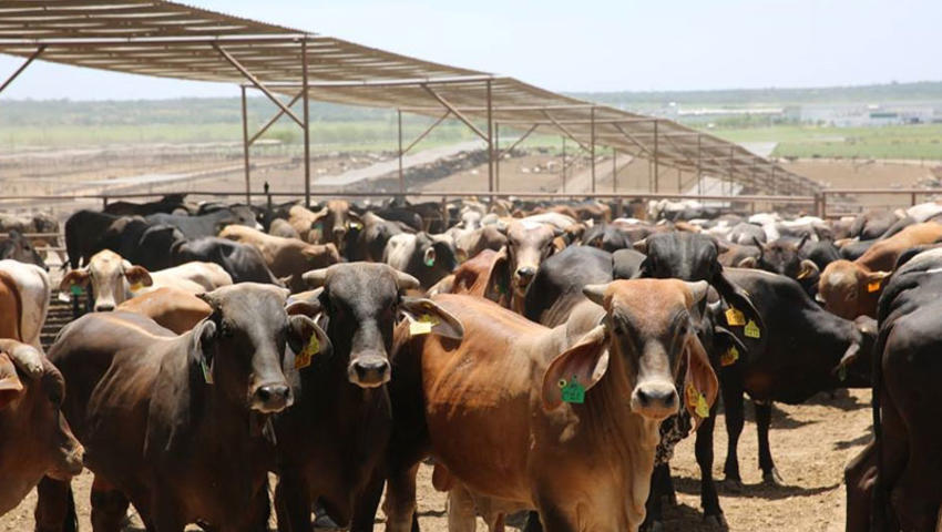 Identificación de ganado, indispensable para la sanidad animal y exportación de bovino mexicano en pie y&nbsp;canal