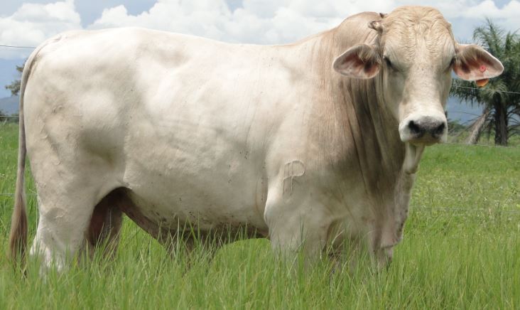 Lo que debes conocer sobre el semen&nbsp;sexado