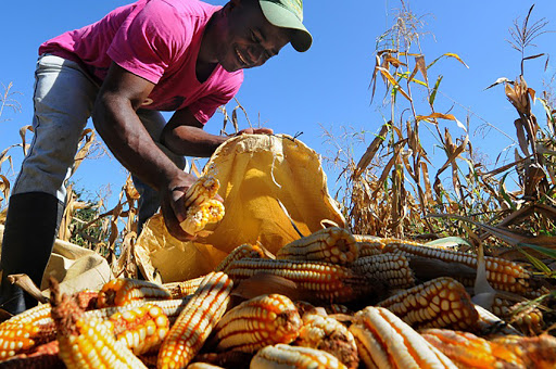 COMIDA PRODUCIDA EN EL CAMPO MEXICANO ES SEGURA Y SALUDABLE, AFIRMAN&nbsp;EXPERTOS