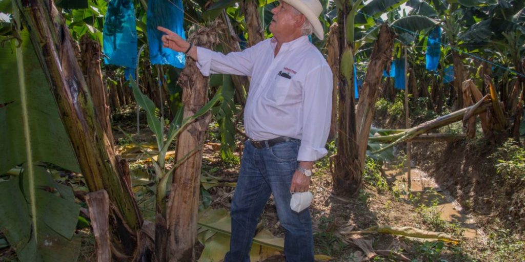 Atienden Agricultura y gobierno de Tabasco unidades productivas agropecuarias afectadas por lluvias&nbsp;atípicas