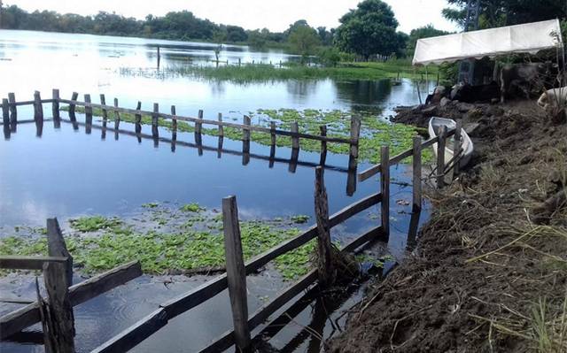 Productores ganaderos de Macuspana Tabasco en necesidad de&nbsp;pastura